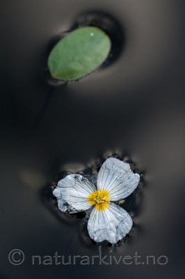 BB 13 0243 / Alisma plantago-aquatica / Vassgro <br /> Luronium natans / Flytegro